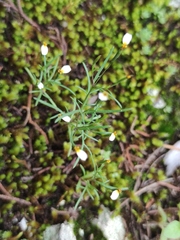 (c) Liliana Ramírez-Freire, some rights reserved (CC BY) Tagetes micrantha, photograph (c) Liliana Ramírez-Freire, some rights reserved (CC BY)