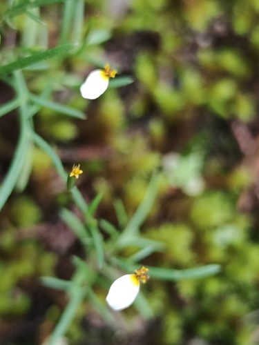 Tagetes micrantha, photograph 5