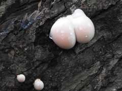 Lycogala flavofuscum