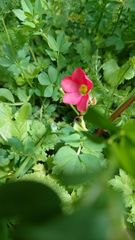 Oxalis tetraphylla