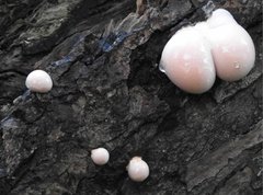 Lycogala flavofuscum