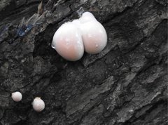 Lycogala flavofuscum