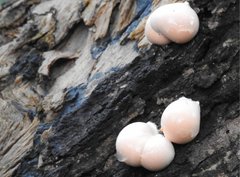 Lycogala flavofuscum