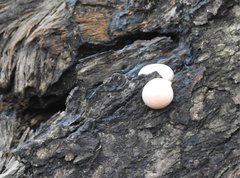 Lycogala flavofuscum