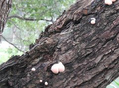 Lycogala flavofuscum