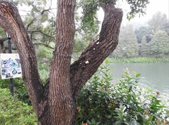 Lycogala flavofuscum