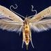 Pterolonchidae - Photo (c) Jim Vargo at Moth Photographers Group, alguns direitos reservados (CC BY-NC-SA)
