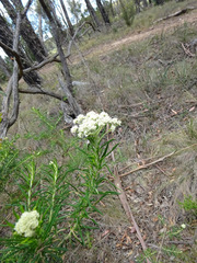 Ozothamnus ferrugineus