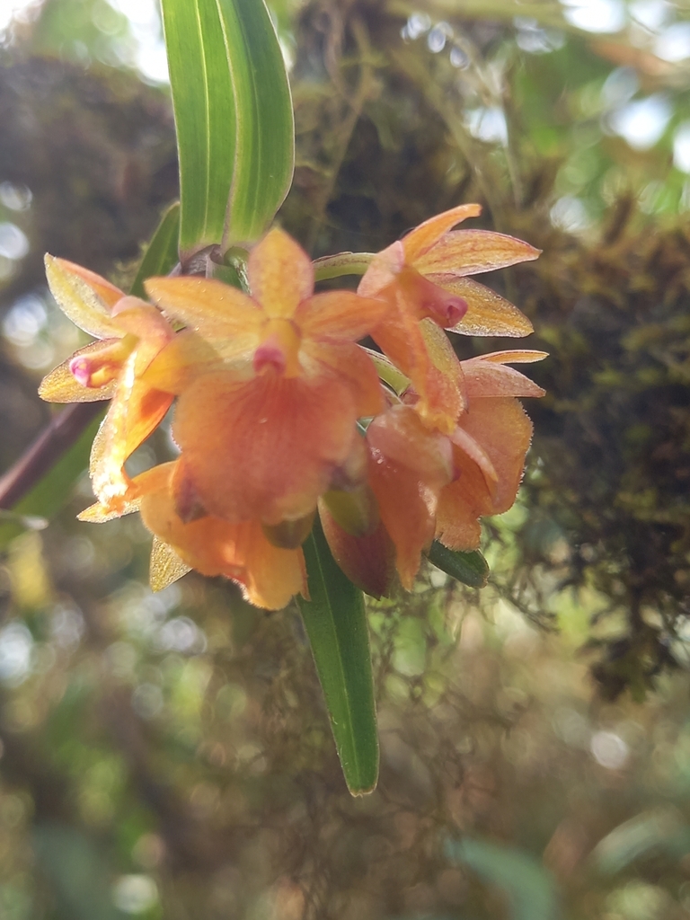 Epidendrum arevaloides Hágsater & Dodson