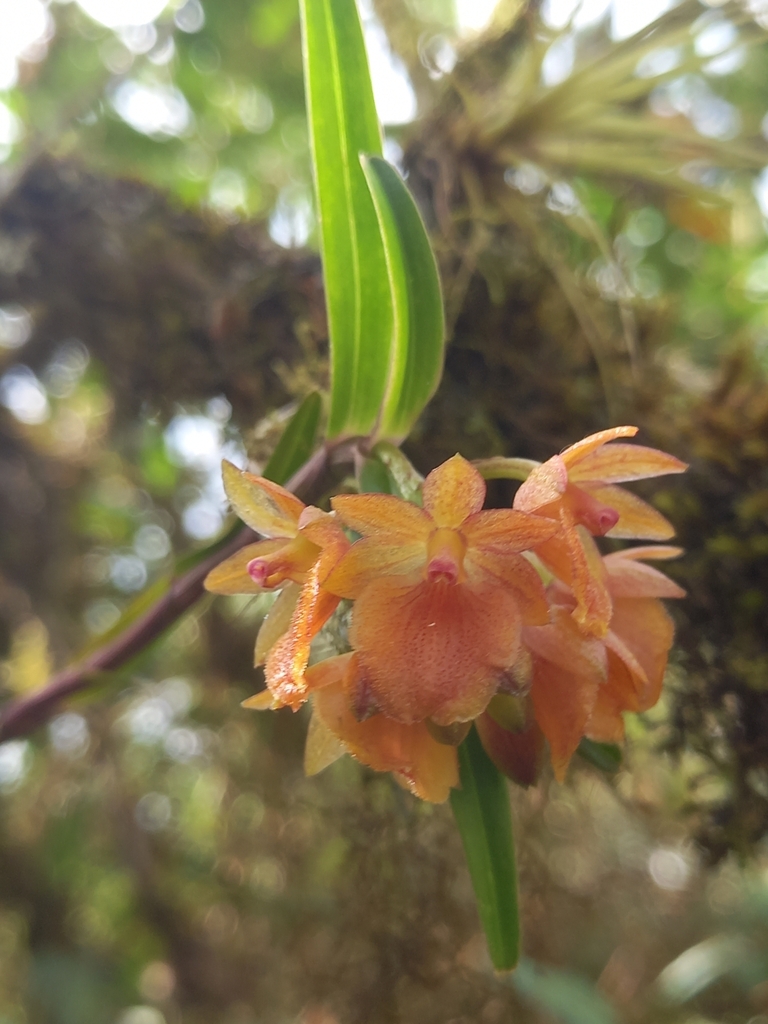 Epidendrum arevaloides Hágsater & Dodson 2