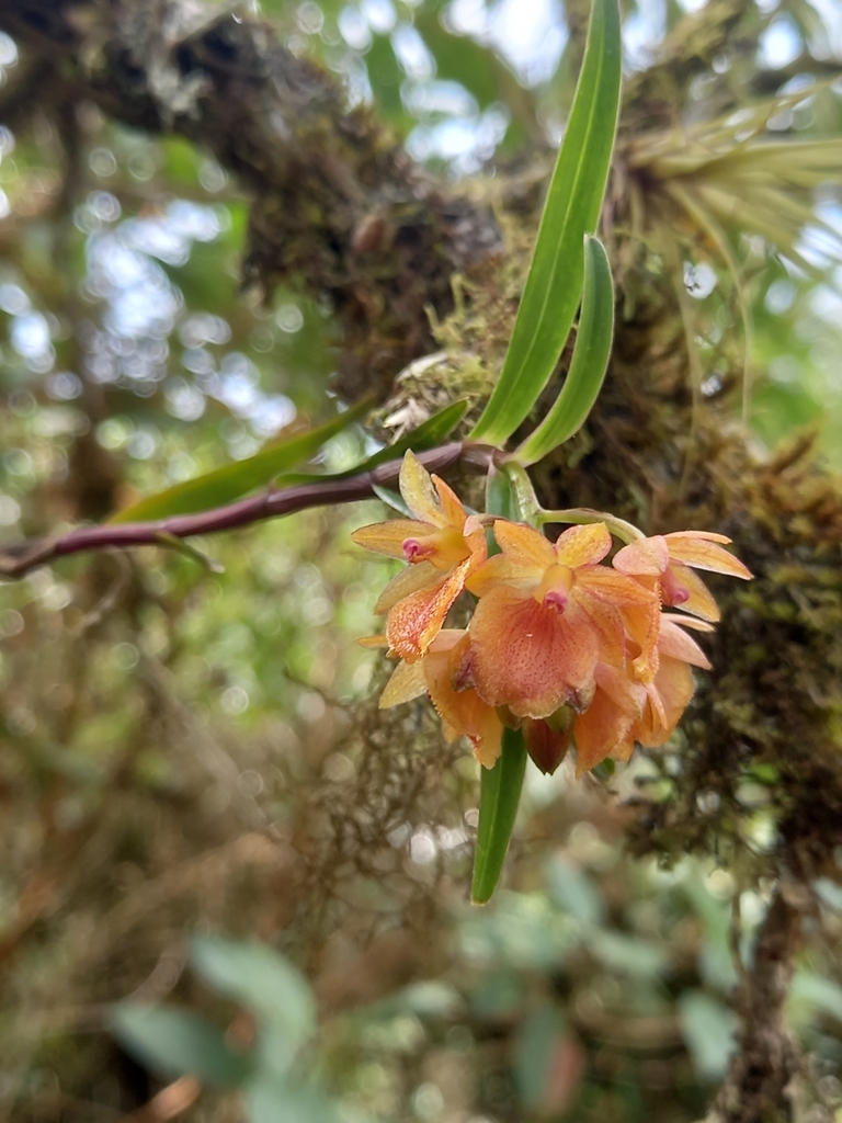 Epidendrum arevaloides Hágsater & Dodson 3