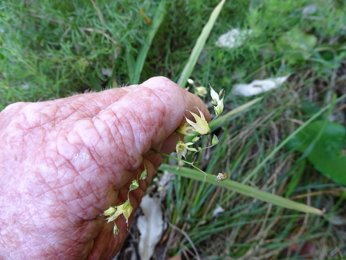 Image of Melasphaerula graminea by (c) Shaun Swanepoel, some rights reserved (CC BY)
