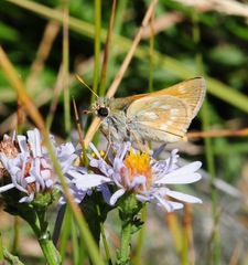 Polites sonora