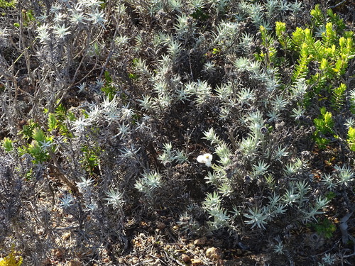 Image of Achyranthemum paniculatum by (c) Shaun Swanepoel, some rights reserved (CC BY)