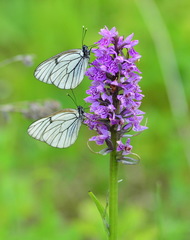 Dactylorhiza sibirica