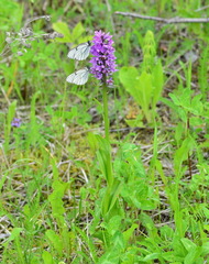 Dactylorhiza sibirica