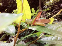 Choroedocus robustus