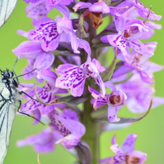 Dactylorhiza sibirica