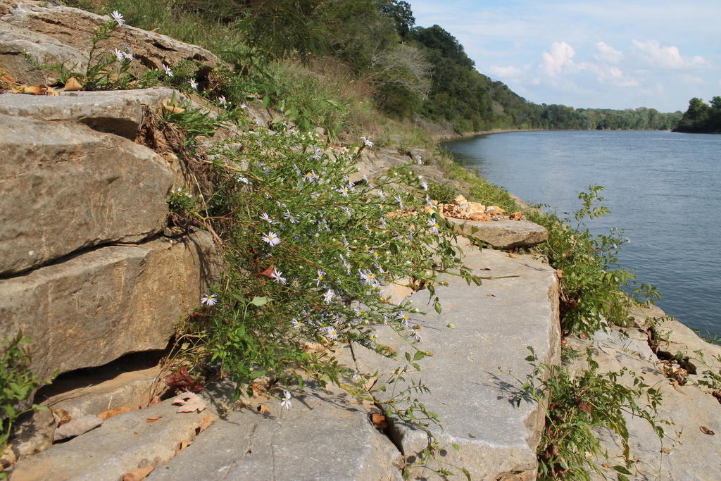 Symphyotrichum kentuckiense; photograph (c) Dominic, some rights reserved (CC BY)