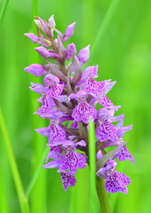 Dactylorhiza sibirica