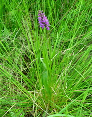 Dactylorhiza sibirica
