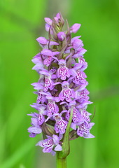Dactylorhiza sibirica
