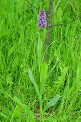 Dactylorhiza sibirica