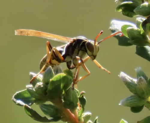 Golden Paper Wasp photo 6