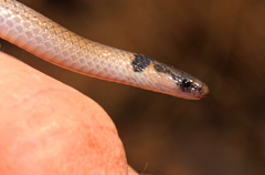 Aparallactus capensis