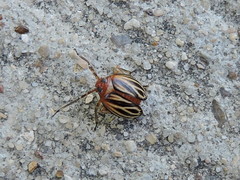 Phylloscelis atra
