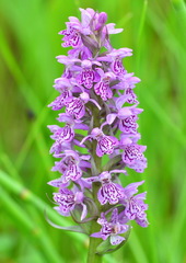 Dactylorhiza sibirica