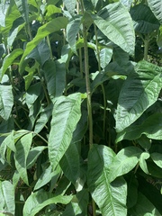 Buddleja davidii