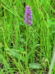 Dactylorhiza sibirica