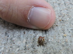 Phylloscelis atra