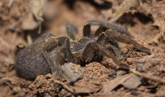 Brachionopus pretoriae