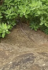 Sceloporus olivaceus