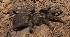 Brachionopus pretoriae