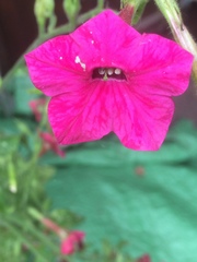 Nicotiana tabacum