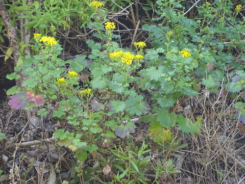 Cineraria lobata, photograph 5