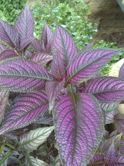 Strobilanthes auriculata dyeriana