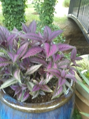 Strobilanthes auriculata dyeriana