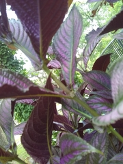 Strobilanthes auriculata dyeriana