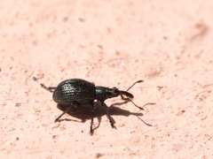 Ischnopterapion virens