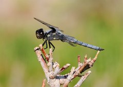 Libellula nodisticta