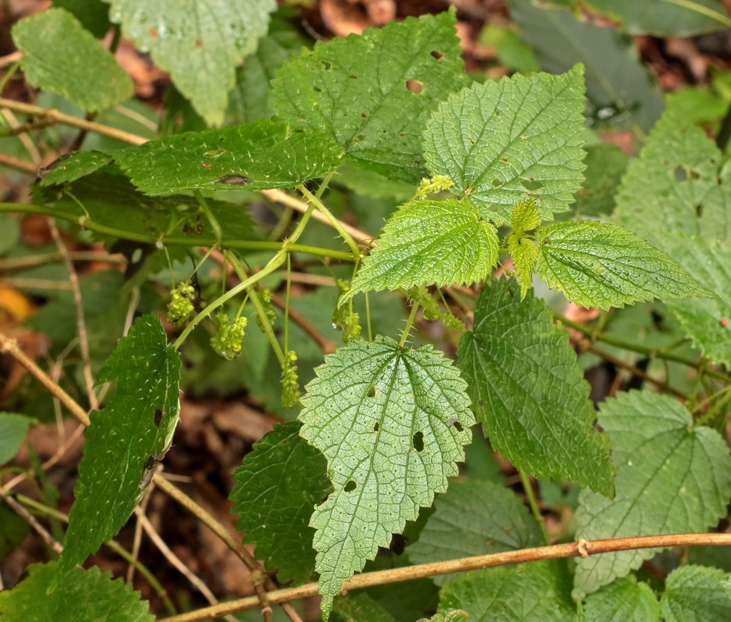 Urtica morifolia