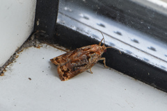 Archips oporana