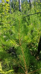 Pinus pungens