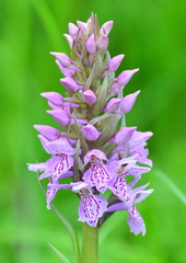 Dactylorhiza sibirica