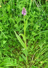 Dactylorhiza sibirica
