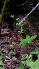 Galium oreganum